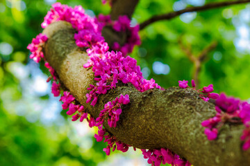 closeup of judas tree branch in pink blossom. beautiful nature background in spring