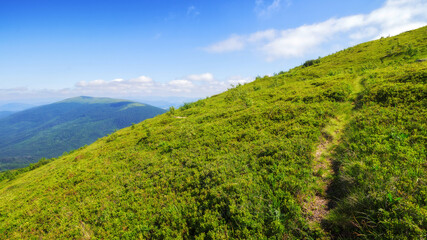 Fototapeta na wymiar path trough hillside of carpathian mountains. landscape with green alpine meadow. beautiful nature scenery of ukraine in summer