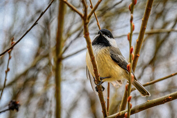 A black-capped chickadee sits on the branches of a pussywillow bush/tree as the buds are just starting to blossom.  The last few days of Winter here in Windsor in Upstate NY feel almost like Spring.
