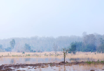 tranquil scene of flooded leersumseveld in dutch province of utrecht in misty morning light near utrecht  - 755192503