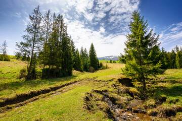 coniferous forest on the grassy hills and meadows of the carpathian countryside in spring. mountainous rural landscape of ukraine with snow capped tops of borzhava range in the distance on a sunny day