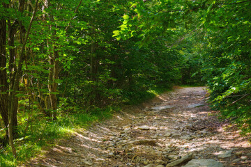 old country road through primeval carpathian forests. summer scenery with trees in green foliage