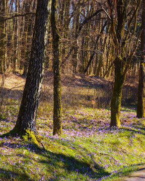 crocus flowers blooming on the glade. floral nature background of carpathian forest in spring
