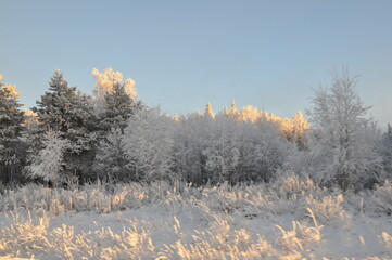 Winter sunset in the forest