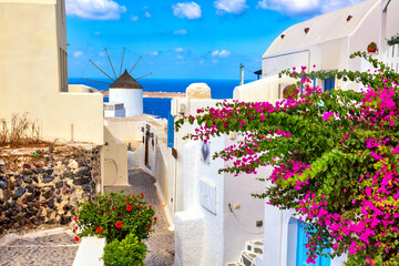 Greece vacation iconic background. Famous windmill with pink bougainvillea flower in Oia village with traditional white houses during summer sunny day Santorini island, Greece.