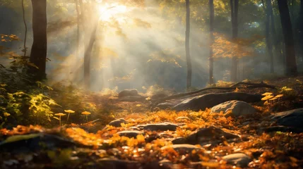 Foto op Canvas a beautiful autumn landscape with fallen leaves in a forest glade at sunset, sunlight and beautiful nature © soleg