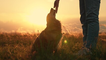 Owner plays with his beloved dog, sunset during hike. Woman strokes dog spaniel with hand,...