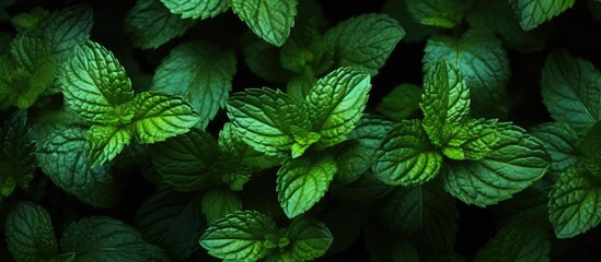 A close up of a lush plant with green leaves, set against a stark black background. The leaves may belong to a terrestrial plant, groundcover, grass, annual plant, flowering plant, herb, or shrub - obrazy, fototapety, plakaty