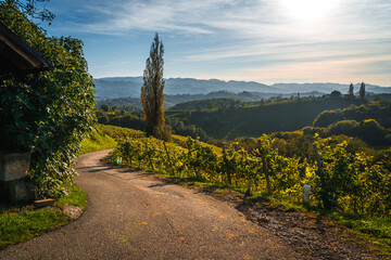 Slovenia -  a view of famous vineyard in South Styria. Scenic, panoramic view of vineyards in sunny...