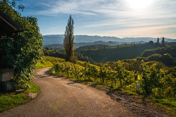 Fototapeten Slovenia -  a view of famous vineyard in South Styria. Scenic, panoramic view of vineyards in sunny day © Piotr