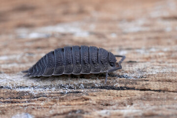 Closeup on a rough woodlouse, Porcellio scaber sitting on wood