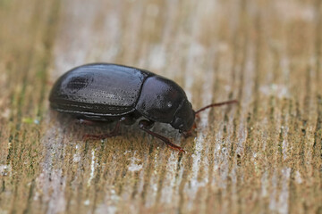 Closeup on a Nalassus laevioctostriatus beetle (Tenebrionidae) , an inhabitant of established...