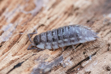 Closeup on a common shiny woodlouse, Oniscus asellus sitting on wood