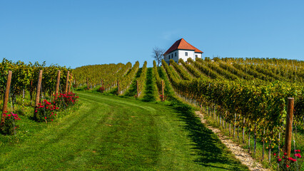 Slovenia -  a view of  famous vineyard in Skalce, Slovenske Konjice. Scenic, panoramic view of...