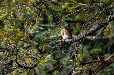 Blue Bird Perched on a branch