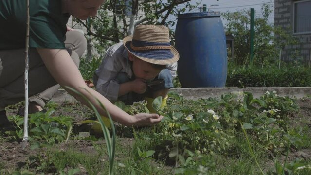 Child exploring garden plants with magnifying glass studying world of leaf and plants. Magnifying glass in hand boy study secrets of botany mysteries of nature with magnifying glass looking at plants