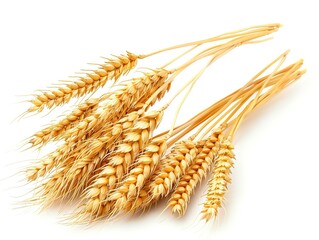 Dry yellow wheat ears, grain isolated on white background