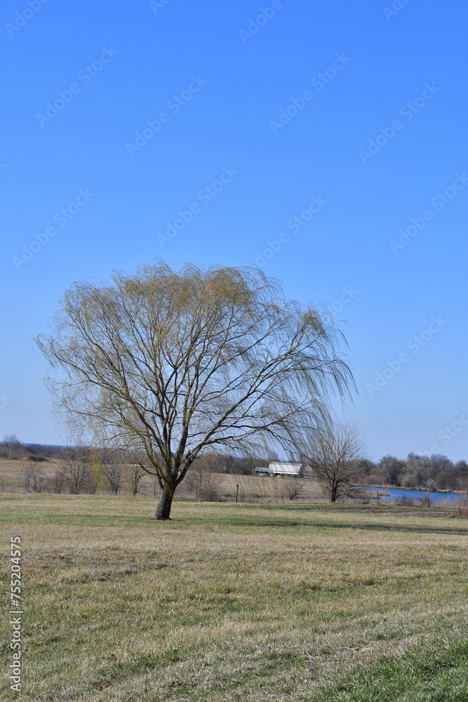 Canvas Prints weeping willow tree in a field