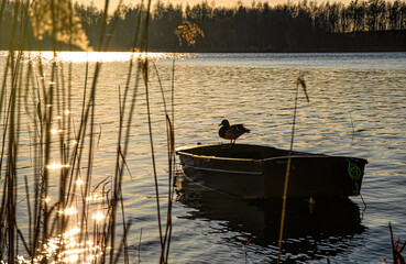 Beautiful lake at sunset. Old boat n a wild duck floating on the water