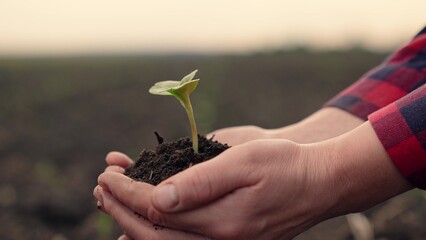 Green seedling, Gardener takes care of green sprout in soil with his hands. Planting. Farmers hands...