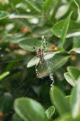 Colored spider on green plants