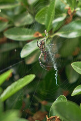 Colored spider on green plants