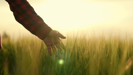 Farmer in field touch green wheat palm, hand touch ears grain. Woman hand touch ears of green young...