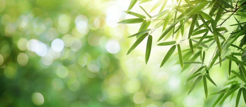 Green bamboo leaves isolated with natural blur sunlight background. AI generated image