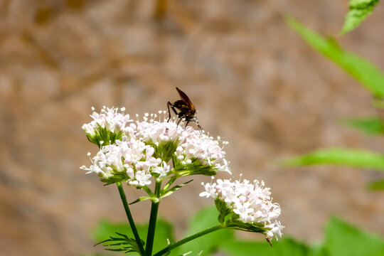 A Fascinating Encounter : Robust Insect , the Spring Path Wasp , Feasting on Nectar from the White Blossom of Genuine Valerian . Creepy insect encounters flowers in the forest .