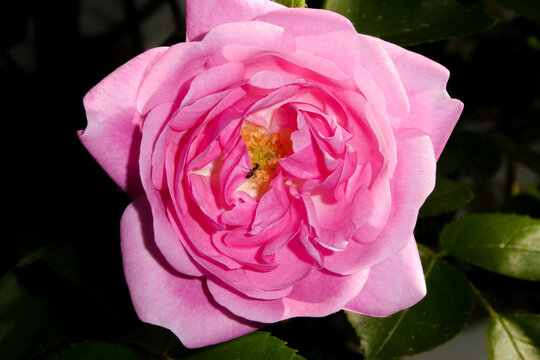 Exquisite Beauty Unveiled : A Captivating Aerial Close-Up of the Elbflorenz Rose Blossom,  Showcasing its Enchanting Petals in Full Bloom . Soft pink flower colors with dark black background . 