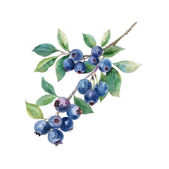 Obraz premium Watercolor Blueberries branch - isolated berry floral plant illustration on white background. Spring garden botanical template for poster, cards.