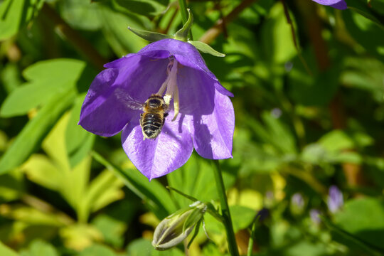 Intricate Beauty Unveiled : A Captivating Encounter Between a Lilac Peach-Leaved Bellflower and a Modest Sand Bee, Engaging in a Pollen Quest . Close up of bee which encounters violet flower blossom .