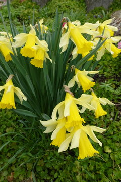 Vibrant Yellow Daffodils in Bloom : A Close-up Shot of April's Spring Beauty . Yellow flowers on green grass . No sky blossoms looking aside .