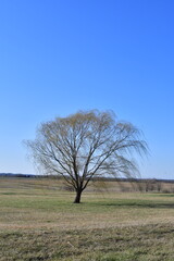 Weeping Willow Tree in a Rural Field