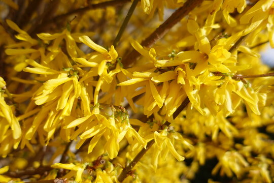Vibrant Yellow Forsythia Flowers in Full Bloom at the Beginning of Spring . Close up of the blossoms in detail . Bright midday sun shines on the plant branches from above .