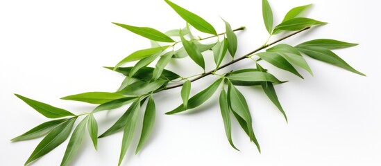 A detailed close-up view of a single vibrant green bamboo leaf placed against a clean white background. The leaf is full of intricate veins and textures, showcasing its natural beauty.