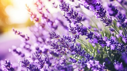 Closeup of beautiful purple lavender flowers in full bloom