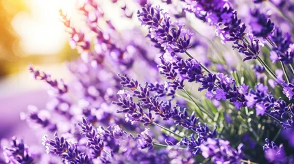 Fototapeten Closeup of beautiful purple lavender flowers in full bloom © Виктория Попова