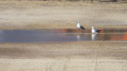 Tranquil Scene of Two Seagulls by a Shallow Pool on a Sandy Shore - 755211309