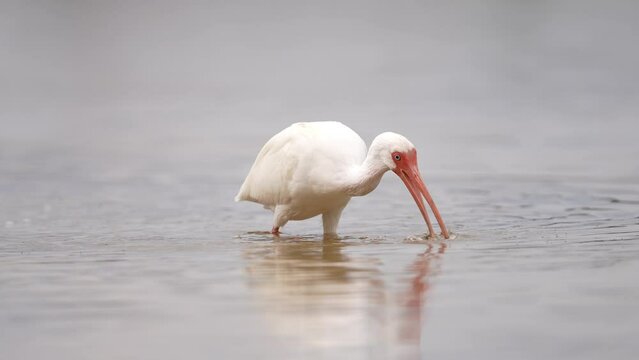 White Ibis catches and eats a crab on a tidal flat at low tide in Florida