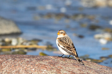 Snow bunting (Plectrophenax nivalis) standing on the rock by the coast of the Baltic Sea during the...