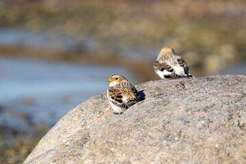 Snow buntings, Plectrophenax nivalis resting on a rock during spring migration to the north. Estonia, Northern Europe