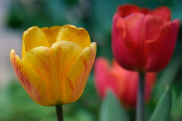 Red and yellow tulips on green background