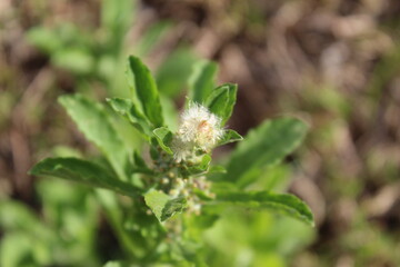 Beautiful weed