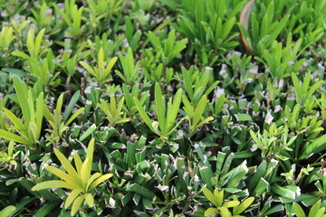 Fototapeta premium Top of an unkempt hedge