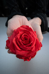 Dans les mains d'une Rose
