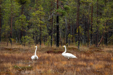 Two whooper swans, Cygnus cygnus, resting in the bog on a gloomy autumn day in Northern Finland