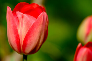 Red tulip on a green background