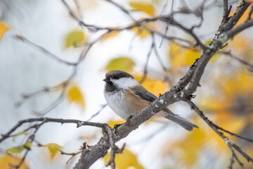 Small songbird Siberian tit, Poecile cinctus, perched on a birch branch on an autumn day in Northern Finland, Europe