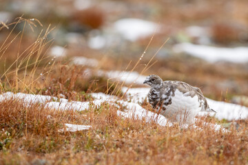 Adorable arctic bird, Rock ptarmigan, Lagopus muta during the time of autumn foliage and first snow in Northern Finland, Europe	 - 755216388